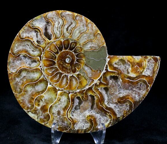 Agatized Ammonite Fossil (Half) #21158